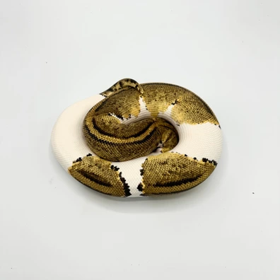 Stranger Yb Piebald Ball Python - female for sale from Nuclear Reptiles