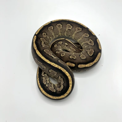 0.1 Bongo Yb Het Clown Ball Python - female for sale from Nuclear Reptiles
