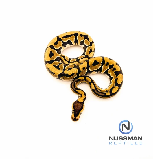 Puzzle Dh DG Hypo Ball Python by Nussman Reptiles