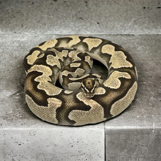 OD YB Fire Het Pied Ball Python by Emerald City Reptiles