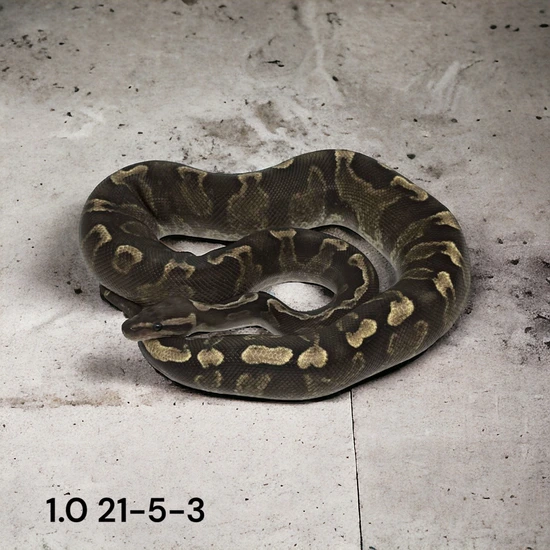 Super GHI Het Clown (Proven) Ball Python by Emerald City Reptiles