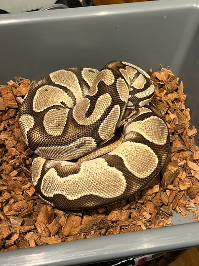 OD Specter Het Pied Ball Python by Emerald City Reptiles
