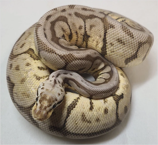 Morobe Silver Python Silver Streak Bee Het Orange Ghost Ball Python by Northwest Reptiles