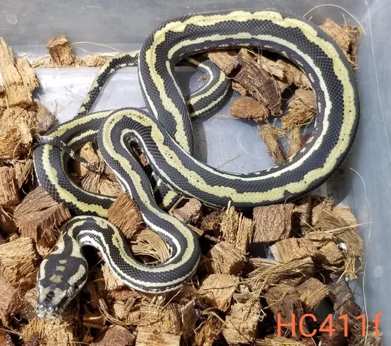 Tiger Carpet Python, Baylin/will Bird Lines Coastal Carpet Python by ...
