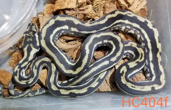 Tiger Carpet Python, Baylin/will Bird Lines Coastal Carpet Python by ...