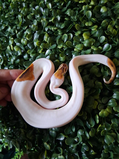Pinto Ball Python Local Only Pinto Pied Ball Python by Tangled Tails Exotics
