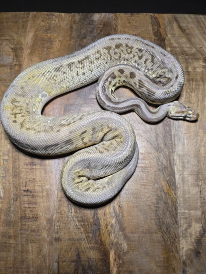 Spider Cinnamon Leopard Het Pied Ball Python by Obsidian Kings
