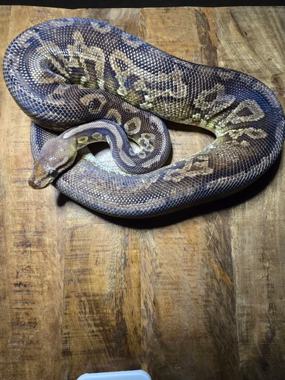 Obsidean Ball Python Pewter Yellow Belly Ball Python by Obsidian Kings