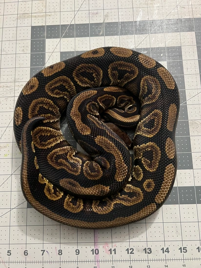 Black Pastel Ball Python by Obsidian Sun Exotics