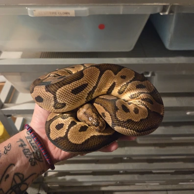 Clown Het Dg Ball Python - female for sale from J Balls Pythons