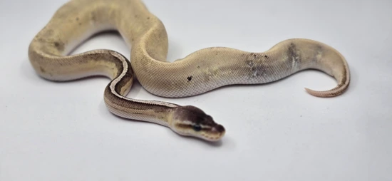 Cinamon Calico Ball Python Pastel Cinnamon Calico OD Ph Clown Ball Python by OCD Exotics