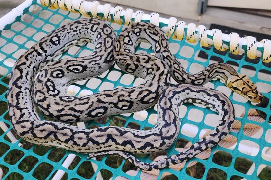 Multi Proven Male Rainbow Reticulated Python by SD Snow King