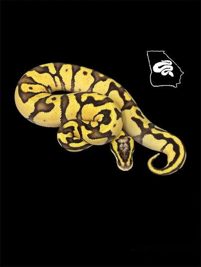 Firefly Ball Python Drawing Enchi Firefly Ball Python by Ocmulgee Reptiles LLC