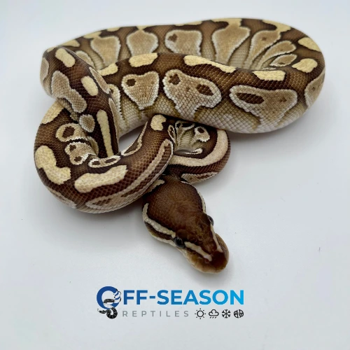 Lesser/Butter 50% Pos Het Clown Ball Python by Off Season Reptiles