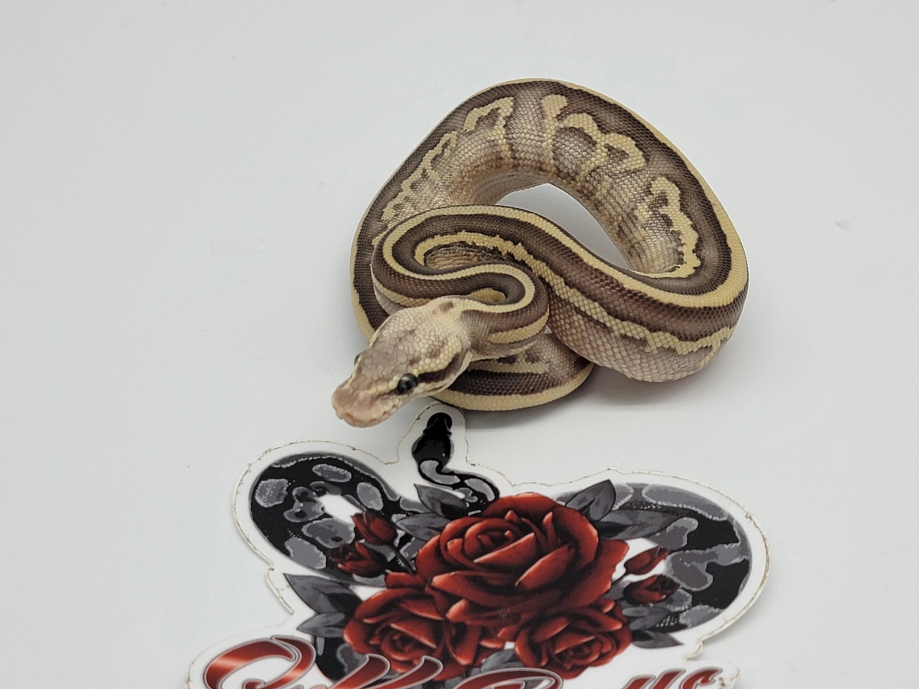 Pastel Lesser Leopard Vanilla Ball Pythons by OKBALLS - MorphMarket