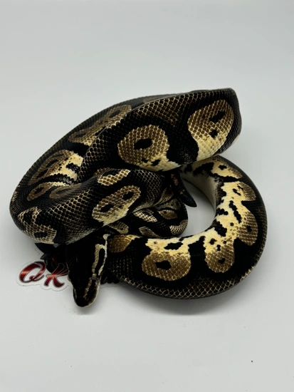 BlackHead Red Gene Ball Python by OKBALLS