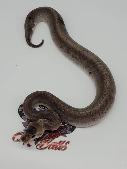 Pastel Super Cinnamon Pos Sandblast Ball Python by OKBALLS