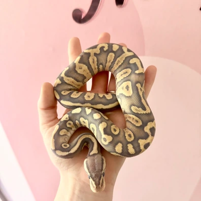 Pastel Chocolate Hypo 66% Het Clown Ball Python - male for sale from Starlace Morphs