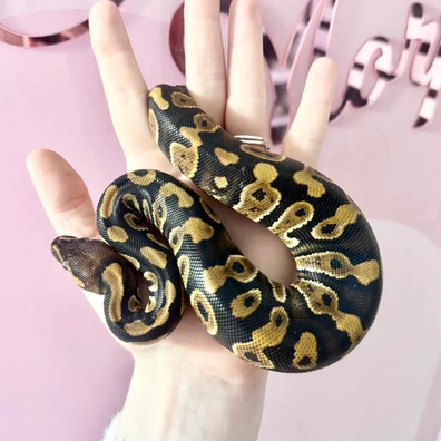 Chocolate Het Clown Ball Python - female for sale from Starlace Morphs