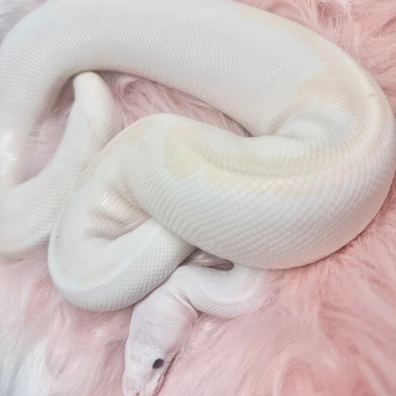 Super Fire Ball Python - female for sale from Starlace Morphs