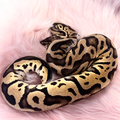 Leopard Pastel Ball Python - female for sale from Starlace Morphs