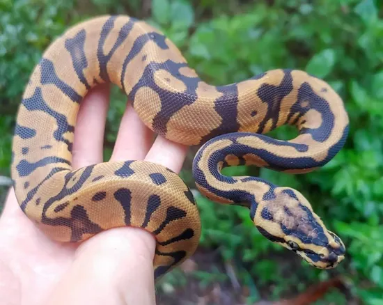 Pastel Acid Enchi Ball Python by Olympian Exotics