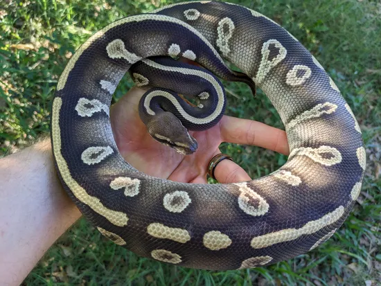 Mojave Raven Ball Python by Olympian Exotics