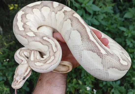 Pastel Butter Fire Ball Python by Olympian Exotics