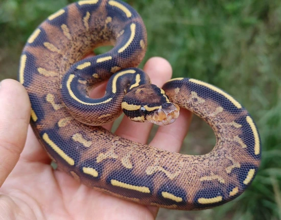 Super Gravel Ball Python by Olympian Exotics
