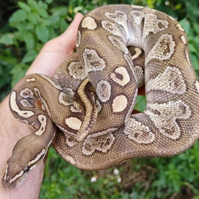 Vudoo Ball Pythons For Sale | MorphMarket
