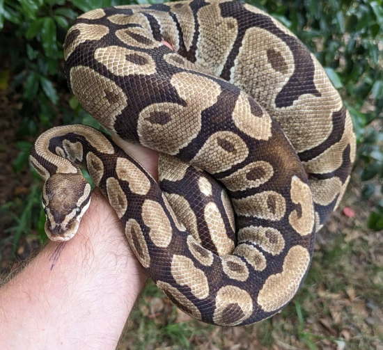 Fireman Ball Python Fire Ball Python 2153g Proven Breeder Female by Olympian Exotics