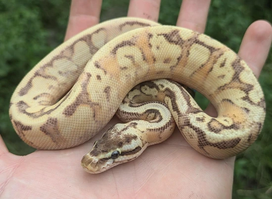 Pastel Enchi Lucifer Yellowbelly Hidden Gene Woma Possible Coffee Fader ...