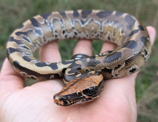 Pumpkin Head Sumatran Short Tail Python ~1.5FT Sumatran Short-Tailed ...
