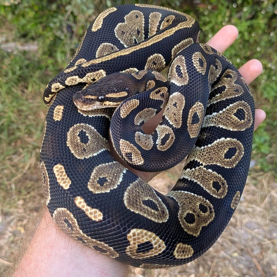 Blackhead Ball Python by Olympian Exotics