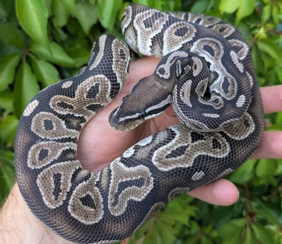 Axanthic Bredli Python Red Axanthic Possible Het VPI Axanthic Ball Python by Olympian Exotics