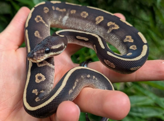 Mojave Yellowbelly Cinnamon Sable Or Cocoa Or Super Cocoa Ball Python ...