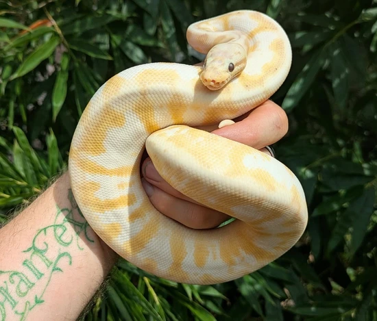 Pastel Calico Spider Ball Python Coral Glow Calico Spider Pastel Yellowbelly Ball Python by Olympian Exotics