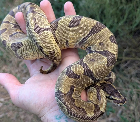 Super Enchi Ball Python by Olympian Exotics