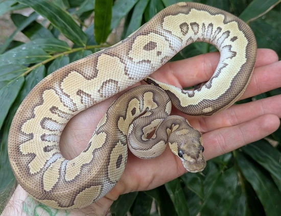 Mojave Blade Clown Ball Python by Olympian Exotics