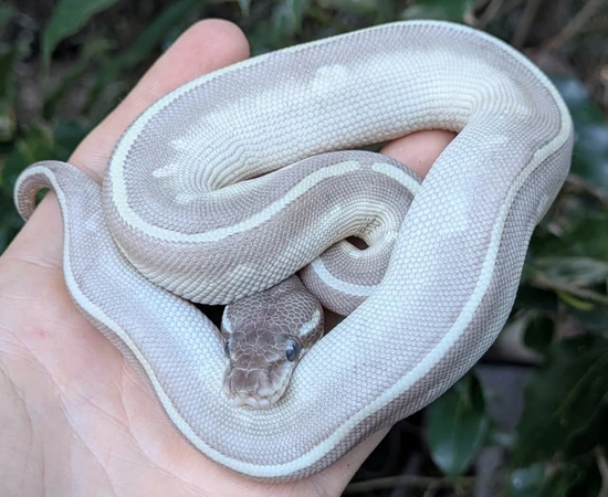Purple Passion Ball Python by Olympian Exotics