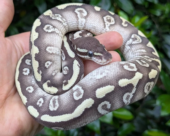 A Plus Super Phantom Ball Python Male 180g by Olympian Exotics
