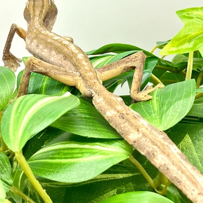Sikorae Leaf-Tailed Geckos by One World Exotica LLC - MorphMarket