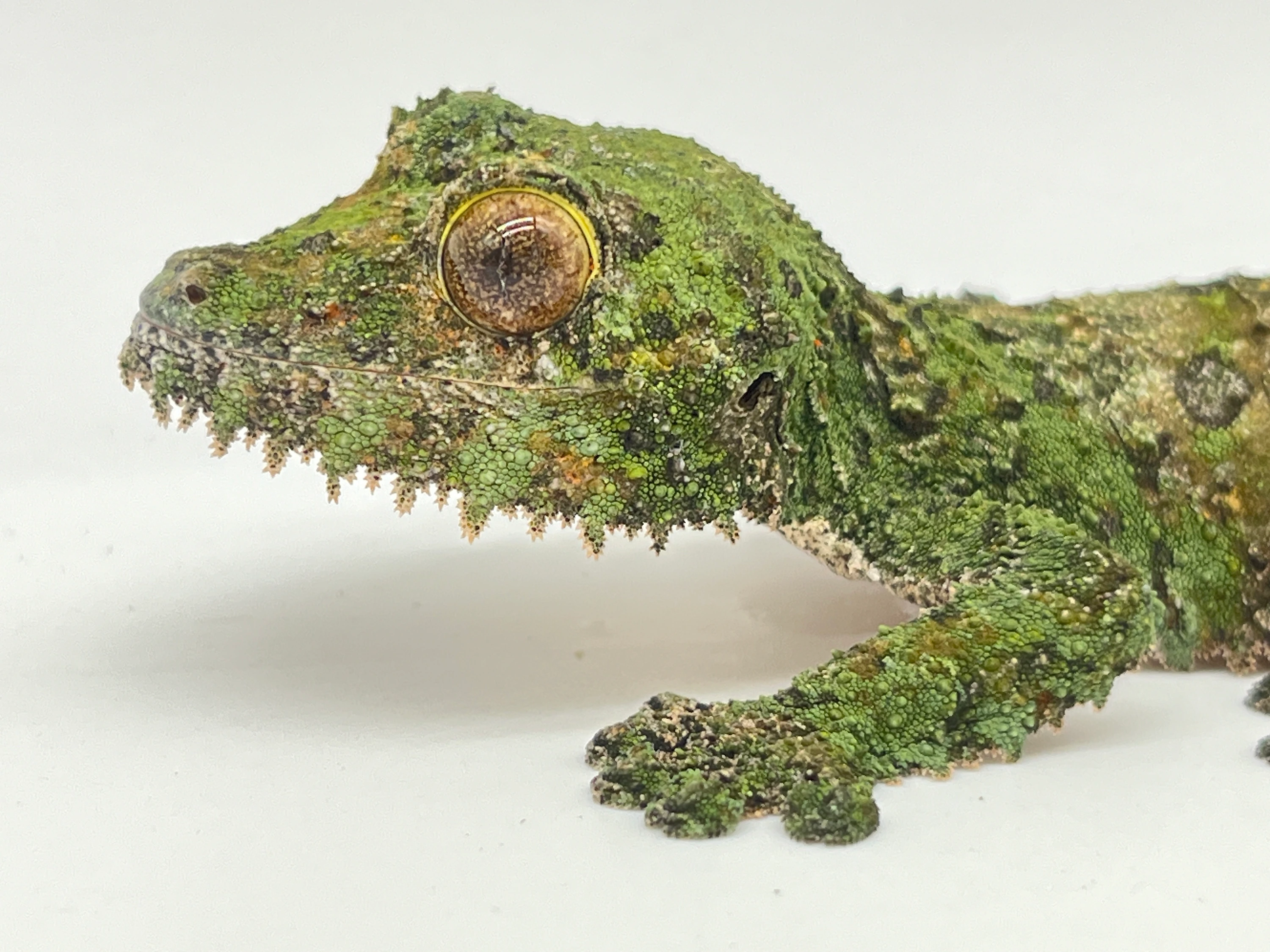 Sikorae Leaf-Tailed Geckos by One World Exotica LLC - MorphMarket