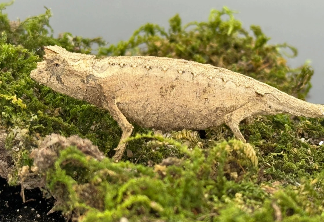 Brookesia Thieli (Females Only) More Chameleons by One World