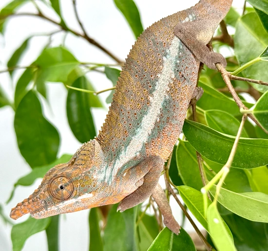 Angelimore Angeli (Male Only) More Chameleon by One World Exotica LLC