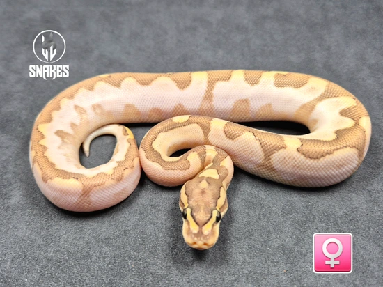 Bamboo Calico Enchi Orange Dream Vanilla (Poss YB) Ball Python by LL Snakes
