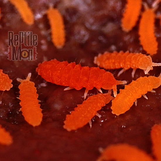 Florida Orange Springtails | Neanura Growae Isopods by Reptilemon