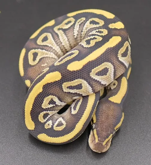 Mojave Phantom Het Ghost Ball Python by KSO Reptiles