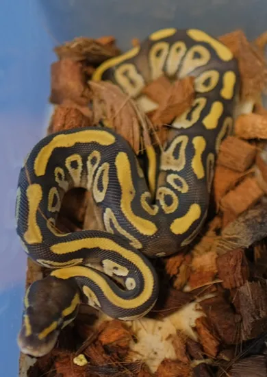 Phantom Mojave Het Ghost Ball Python by KSO Reptiles