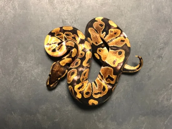 Paradox 66% Pos Double Het Lavander Albino, Ultramel Ball Python by ...